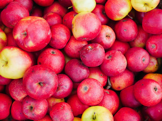 red apples close up. Farm for growing apples. Many apples. View from above.