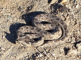 Fototapeta na wymiar Many-horned adder snake in Namibia.