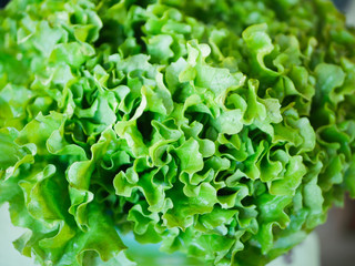 green salad close-up. green salad farming. Lots of green salad. View from above.