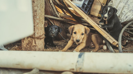 The homeless little puppies in a junkyard.