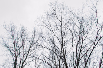 Fototapeta na wymiar Tops and branches of trees on a gray background of the sky