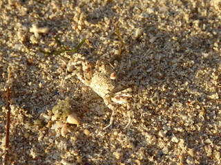 Small crab on the beach.