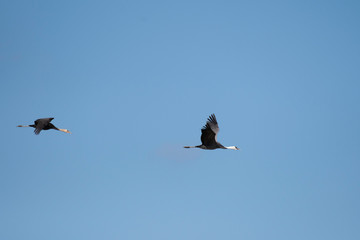 Hooded cranes, parent and child, flying in Izumi city, Kagoshima prefecture, Japan