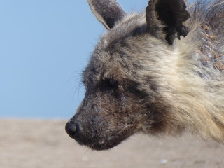 Old brown hyena walking on the beach, in southern Namibia.