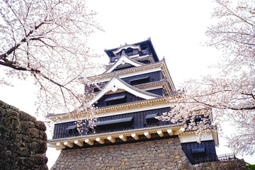 Kumamoto Castle (Kumamoto-jo) with Cherry Blossom from Kumamoto, Japan.