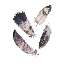Obraz premium Set of decorative grey feathers isolated on white background. Hand drawn watercolor illustration.