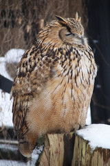 Eagle owl with eyes closed in the heavy snow