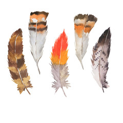 Set of decorative brown and orange feathers isolated on white background. Hand drawn watercolor illustration.