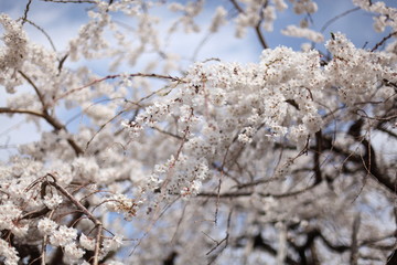 しだれ桜