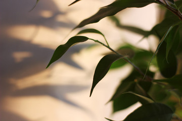 deep shadows on the textured wall from tree leaves