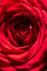 Beautiful flower red rose as a background
