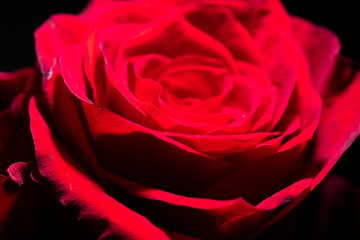Beautiful flower red rose as a background