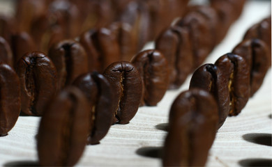 coffee beans lined up in straight rows