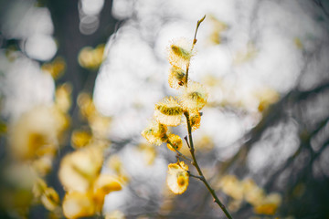 The bright yellow flowers of the willow blossomed on the curved branches in the early spring, illuminated by the sunlight.