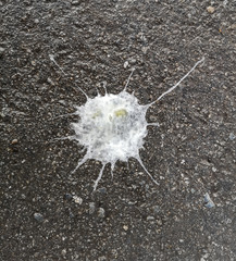 Bird droppings on the pavement as a background