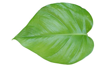 Green leaf isolate on white background with clipping path