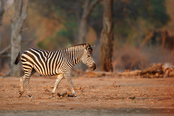 Zebra in the forest of Mana Pools National Park in the dry season in Zimbabwe