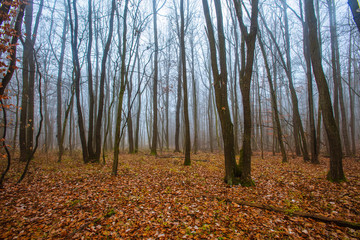 misty autumn morning in the forest