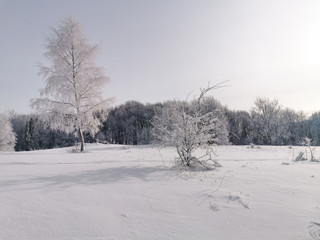 Trees covered in show, Bieszczady, Poland