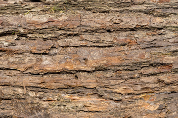 Close up of dark oak tree bark with deep cracks