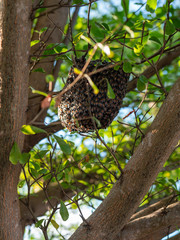 ิbee trying to make the honeycomb 