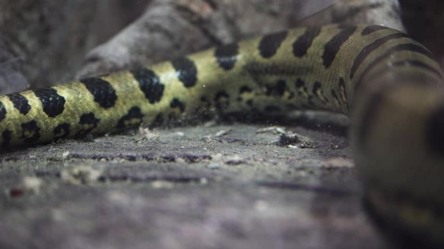 Close shot of anaconda snake passing by the camera under water till it dissapear. Eunectes murinus (anaconda) is passing by the camera under the water, showing how huge and long the snake is.
