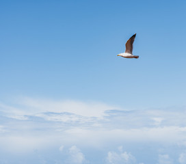 Gaviotas volando en un día despejado