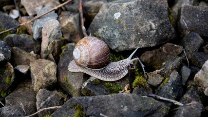 'Helix pomatia' Snail on the rocks. Escargot wildlife