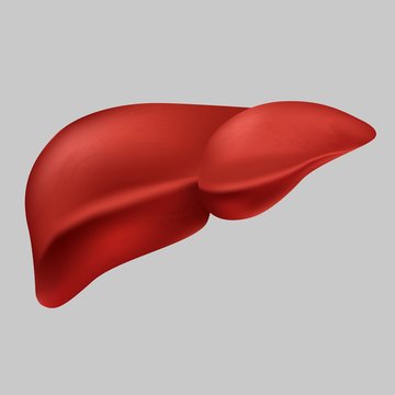 Human realistic liver vector graphic illustration medical organ icon isolated on white background. Flat style design anatomy internal organs symbol body healthcare element