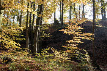 Herbstwanderung im Extertal auf dem Patensteig. Der Weg führt entlang des Siekbach und Rickbach....