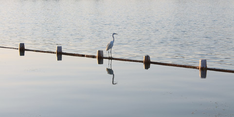 Reflection of a bird in man made lake