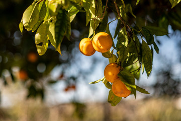 Naranjas, manos, cortar , apetitosa, dulce, Andalucía, Sevilla, Huelva