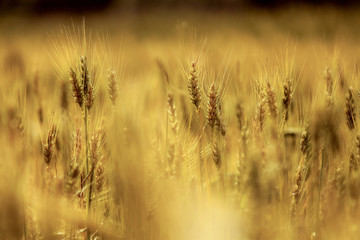 Beautiful landscape of a warm yellow grain field. Bokeh of grain field.