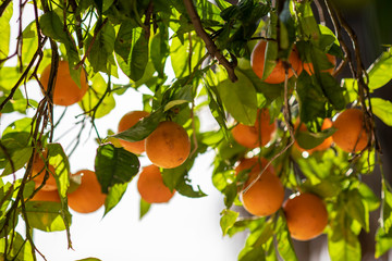 Naranjas, manos, cortar , apetitosa, dulce, Andaluc&iacute;a, Sevilla, Huelva