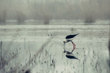Reflection of a bird