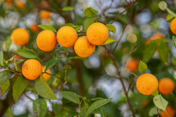 Naranjas, manos, cortar , apetitosa, dulce, Andaluc&iacute;a, Sevilla, Huelva