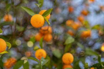 Naranjas, manos, cortar , apetitosa, dulce, Andalucía, Sevilla, Huelva