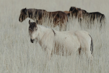 Naklejka premium Horses grazing in tall grass field