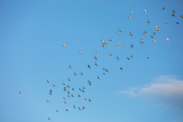 flock of pigeons flying into blue sky