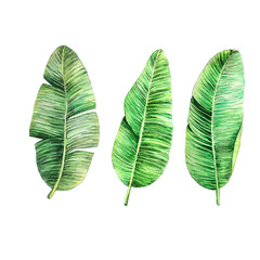 watercolor drawing banana leaves. set of tropical leaves  on a white background isolated. stock illustration hand drawn watercolor tropic leaves clipart
