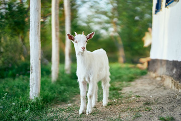 Fototapeta premium goat on green grass