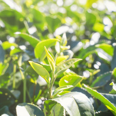 Beautiful green tea crop garden rows scene with blue sky and cloud, design concept for the fresh tea product background, copy space.