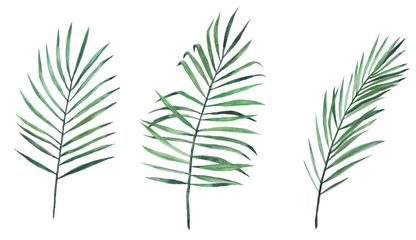 stock illustration. watercolor drawing set of three palm leaves. isolated on white background clipart. leaves of a tropical plant, jungle.