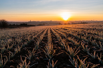 Friedberg Hessen Sonnenaufgang Wintermorgen vereistes Feld