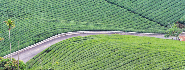 Beautiful green tea crop garden rows scene with blue sky and cloud, design concept for the fresh tea product background, copy space.