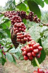 red coffee fruit that is ripe and ready to be picked