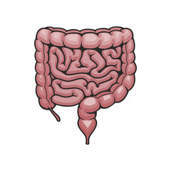 Human intestines, digestive system vector. Cross gut, small intestine and rectum isolated