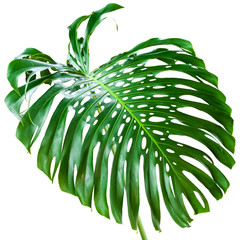 feuille verte géante de philodendron 