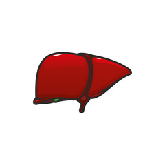Liver anatomy isolated vector icon. Human internal organ, anatomical structure in digestion system