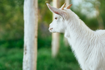 Obraz premium portrait of a goat